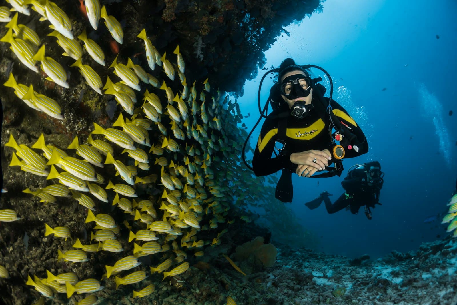 Reef Thief
