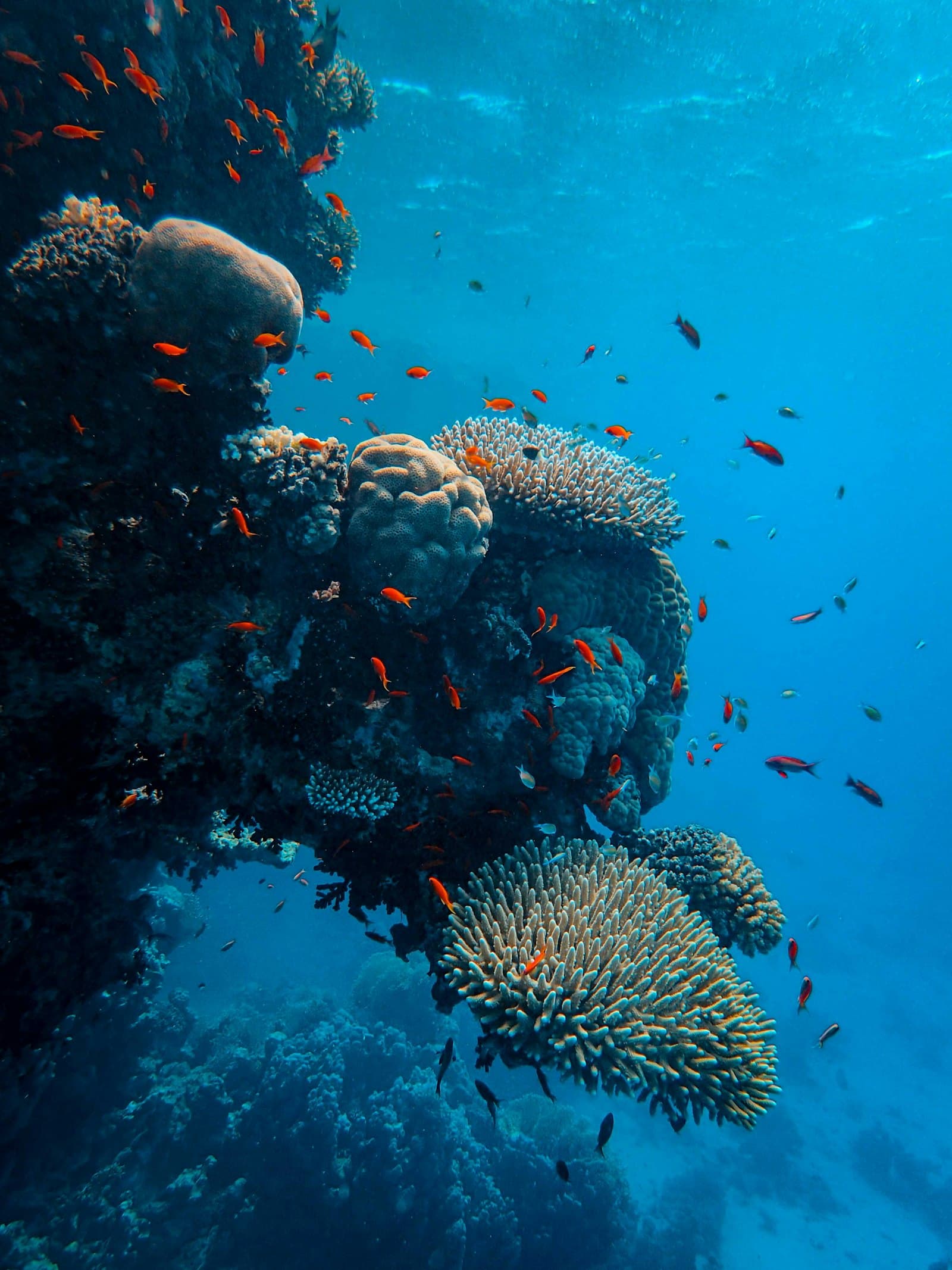 Scuba Diving